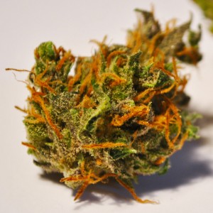 MMPR Consulting for Marihuana Production